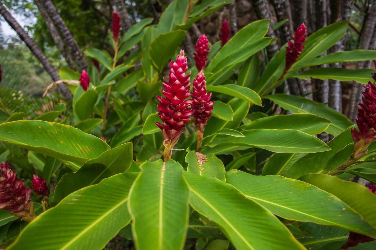 Diroma Fiori Διαμέρισμα Caldas Novas Εξωτερικό φωτογραφία